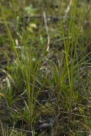 Attēlu rezultāti vaicājumam “Carex lasiocarpa”