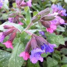 Attēlu rezultāti vaicājumam “Pulmonaria saccharata”