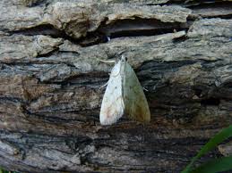 Attēlu rezultāti vaicājumam “Evergestis extimalis”