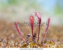 Attēlu rezultāti vaicājumam “Drosera anglica flower”