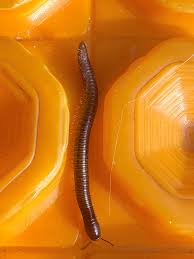 Attēlu rezultāti vaicājumam “Diplopoda”