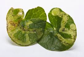 Attēlu rezultāti vaicājumam “Phytomyza ranunculi”