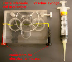 Attēlu rezultāti vaicājumam “Chara intermedia male”