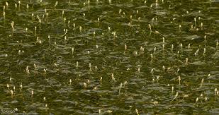 Attēlu rezultāti vaicājumam “Potamogeton trichoides”