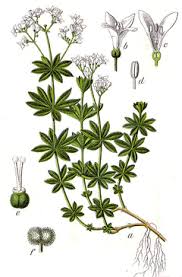 Attēlu rezultāti vaicājumam “Galium odoratum flower”