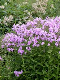 Image result for Phlox (großblumig)