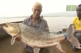 Image result for Goliath Tigerfish