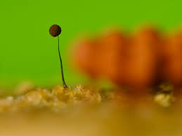 Attēlu rezultāti vaicājumam “Oligonema favogineum sessile”