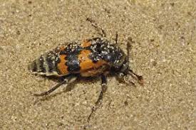 Attēlu rezultāti vaicājumam “Nicrophorus vespilloides”