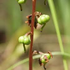 Attēlu rezultāti vaicājumam “Pyrola minor fruit”