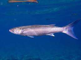 Image result for Liza aurata