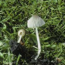 Attēlu rezultāti vaicājumam “Coprinus disseminatus”
