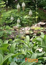 Attēlu rezultāti vaicājumam “Phyteuma spicatum leaf”