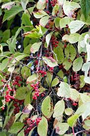 Attēlu rezultāti vaicājumam “Schisandra chinensis”