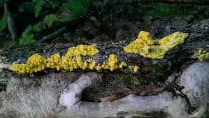 Attēlu rezultāti vaicājumam “Acalitus longisetosus”