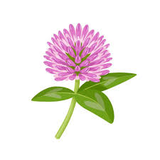 Attēlu rezultāti vaicājumam “Trifolium pratense flower”