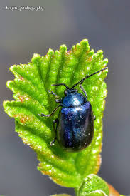 Attēlu rezultāti vaicājumam “Agelastica alni”