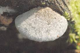 Attēlu rezultāti vaicājumam “Leptoporus mollis”