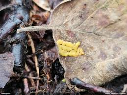 Attēlu rezultāti vaicājumam “Lycogala cf. oleocrystalliferum”