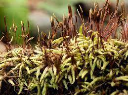 Attēlu rezultāti vaicājumam “Campylium stellatum sporophyte”