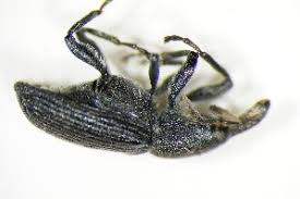 Attēlu rezultāti vaicājumam “Magdalis sp.”