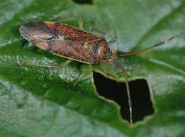 Attēlu rezultāti vaicājumam “Pantilius tunicatus”