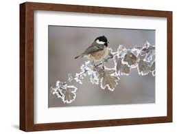 Attēlu rezultāti vaicājumam “Periparus ater adult”