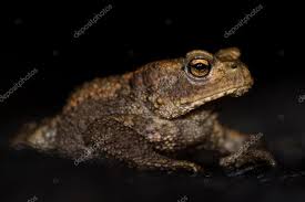 Attēlu rezultāti vaicājumam “Bufo bufo juvenile”