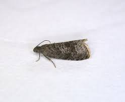 Attēlu rezultāti vaicājumam “Grapholita funebrana larva”