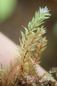 Attēlu rezultāti vaicājumam “Pohlia cruda”