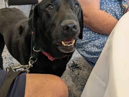 Image result for Hawkesbury Bowling Club