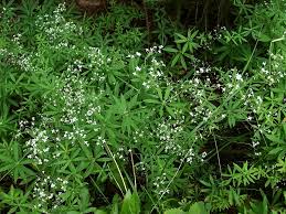 Attēlu rezultāti vaicājumam “Galium schultesii”