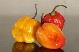 Afbeeldingsresultaat voor mme jeanette hot pepper
