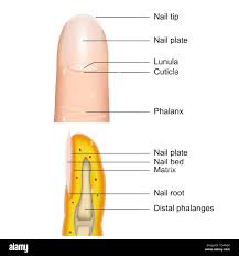 Image result for lunula nail