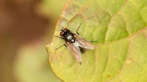 Attēlu rezultāti vaicājumam “Muscidae”