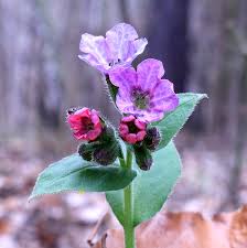 Attēlu rezultāti vaicājumam “Pulmonaria obscura”