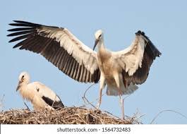 Attēlu rezultāti vaicājumam “Ciconia ciconia juvenile”