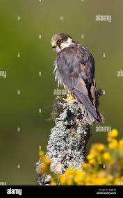 Attēlu rezultāti vaicājumam “Falco subbuteo”