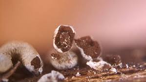 Attēlu rezultāti vaicājumam “Physarum notabile”