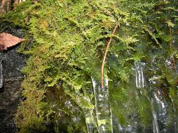 Attēlu rezultāti vaicājumam “Dicranum montanum”