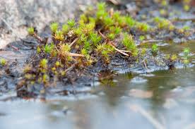 Attēlu rezultāti vaicājumam “Polytrichum piliferum sporophyte”