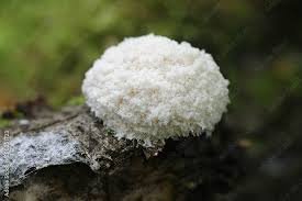 Attēlu rezultāti vaicājumam “Fuligo septica var. flava young”