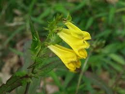 Attēlu rezultāti vaicājumam “Melampyrum pratense”