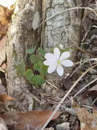 Attēlu rezultāti vaicājumam “Isopyrum thalictroides fruit”