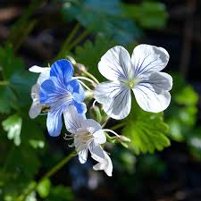 Attēlu rezultāti vaicājumam “Geranium pratense bud”
