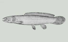 Image result for Amia calva