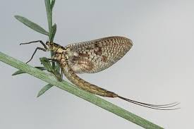 Attēlu rezultāti vaicājumam “Ephemera vulgata”