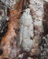 Attēlu rezultāti vaicājumam “Carpatolechia alburnella”