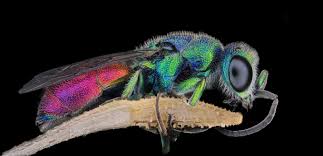 Attēlu rezultāti vaicājumam “Chrysididae”