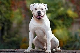 Image result for Bulldogs Power and strength